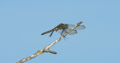 Odonata, Ruddy Darter. (Sympetrum
sanguineum)