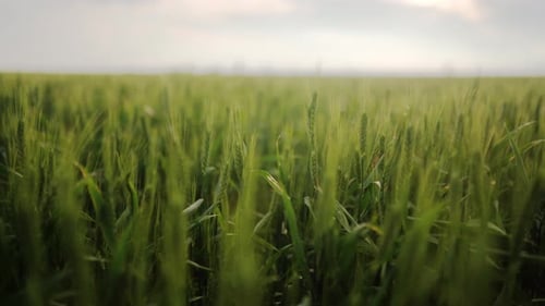 Green Wheat Field Ears of Wheat Swaying From Gentle Wind Unripe Grain Farm Field Rich Harvest