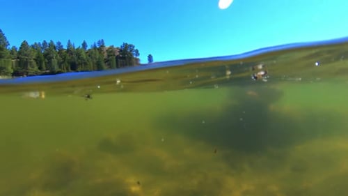 Una foto submarina de una trucha siendo arrastrada mientras pescaba con mosca.