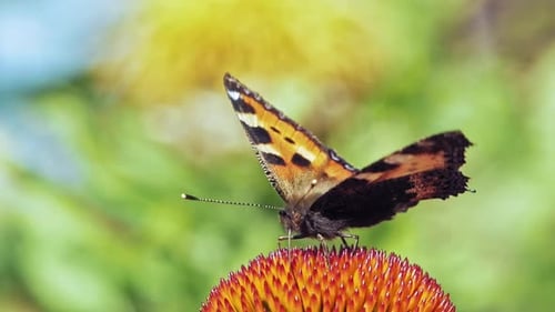 Extreme close up macro shot of orange Small tortoiseshell butterfly collecting nectar from purple co