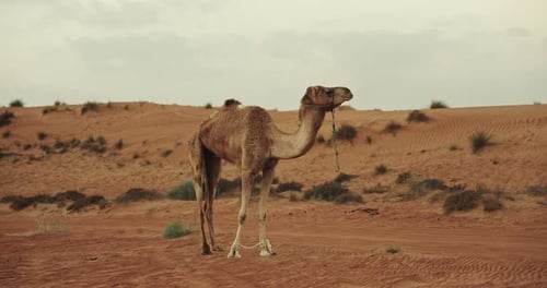 Camel Standing in Desert | Cinematic Middle East Wildlife