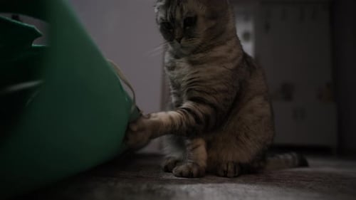 Striped Cat Playing With a Cat Toy