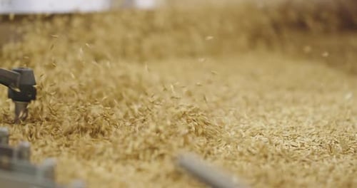 CloseUp of Grain Seed Dressing Process in Agriculture