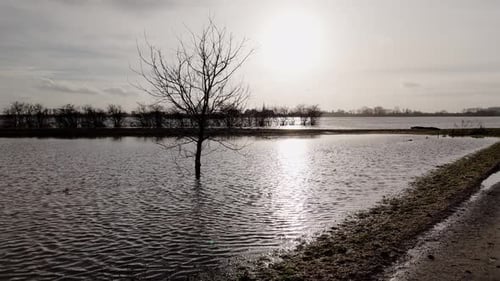Flooded Landscape With Bare Tree and Shimmering Water