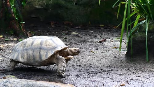 Big Turtle Resting Close Up