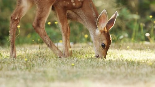 A fawn, baby deer, in forest, eating grass. A small cute deer in the woods. Animals in nature.