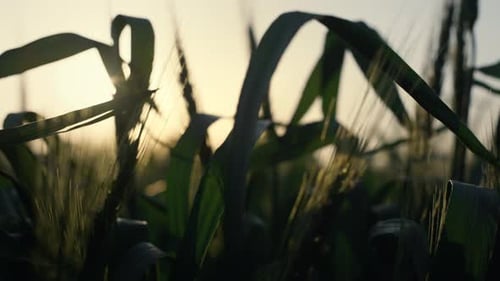 Wheat Ears Green Leaves on Soft Sunrise Close Up. Fresh Foliage Swaying