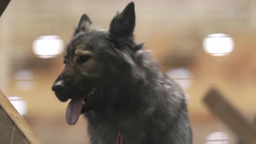 Close Up Portrait of a Gray Shepherd Dog
