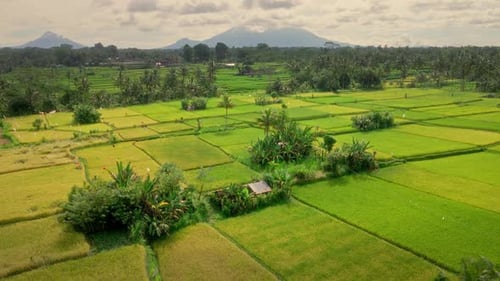 Aerial View Of Green Rice Fields With Tropical Forest And Mountains In Sunrise In Bali, Indonesia. -