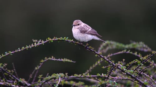 Europäisches Steinkehlchen