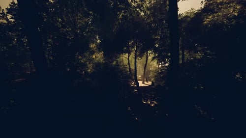 Secluded Forest Avenue Illuminated By Patches of Sunlight and Lush Greenery