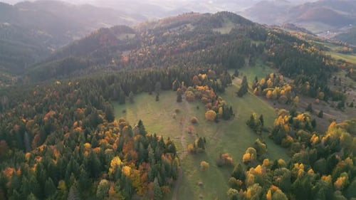 Aerial View of Sunny Autumn Forest Nature in Peaceful Morning Landscape