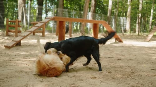 Golden Retriever Playing with Black Labrador in Playground Dogs Having Fun Together Happy Domestic