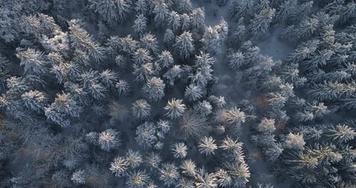 Luftaufnahme von oben nach unten über den Winterfichten- und Kiefernwald. Schneebedeckte Bäume, steigend//Meer