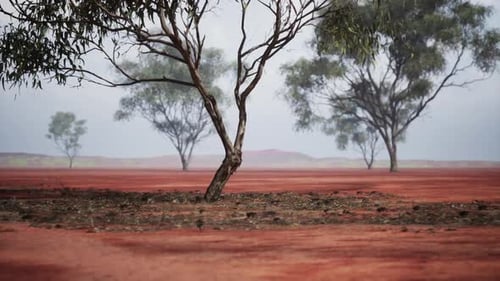 Lone Trees Stand Tall on the Red Earth of the African Savanna During Twilight
