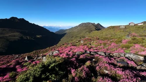 Berg mit Wildblumen