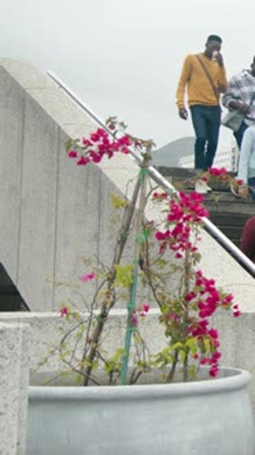 Vertical video: Moving blonde woman climbing concrete steps, group passing planter, pink vines