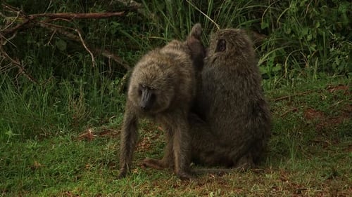 Two olive baboons sit on grass