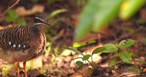 Sunbittern standing still in a forest with golden light