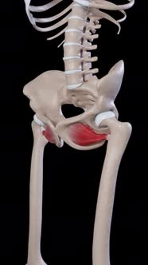 3D Animation Highlighting Human Adductor Brevis Muscle Anatomy