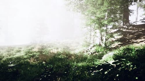 Hermosa mañana en el bosque