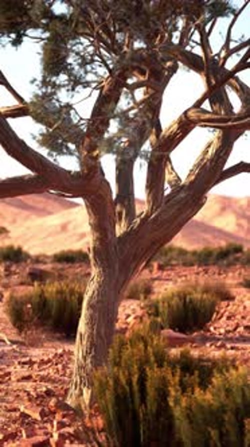 Lone Tree Standing in Nevada Desert