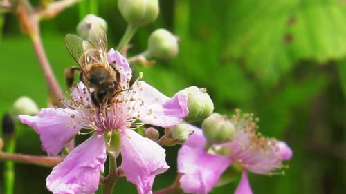 Honeybee Gathers Nectar on a Pink Flower