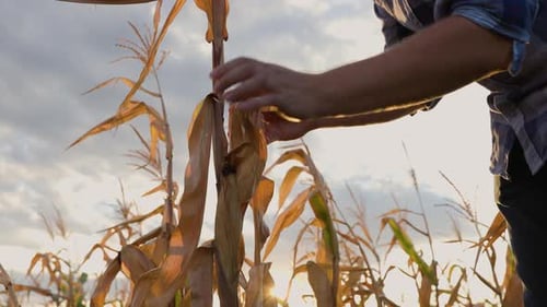 Close View of Farmer Hands Holding a Riped Corn Cob Detail Shot of a Man Holding a Golden Cob Full