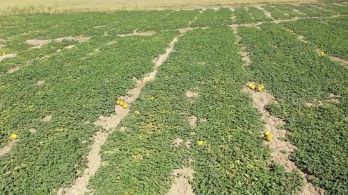 Aerial View Of Melon Field