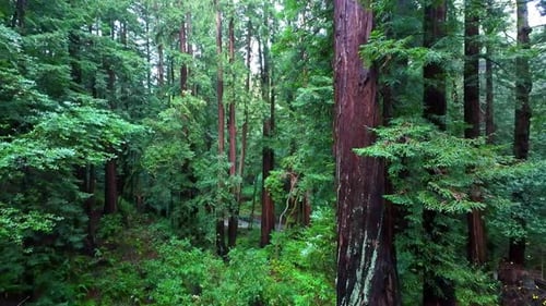 Old-growth Coastal Redwood Forest In Muir Woods National Monument, California, USA. Tilt-up Shot