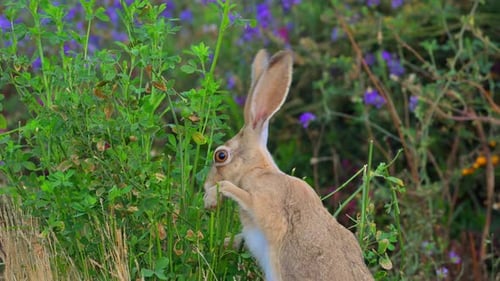 Cape hare (Lepus capensis), also called the brown hare and the desert hare eating alfalfa grass.