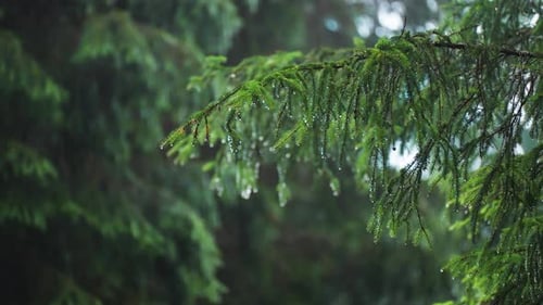 Raindrops on Evergreen Tree Branches in Forest