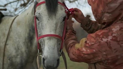 Caretaker correcting the red frenulum horse, close up. Rider farmer with her grey horse