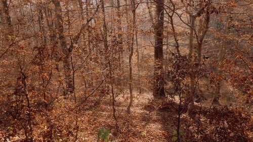 Panoramaaufnahme des Herbstwaldes mit abgefallenen Blättern und kahlen Bäumen im Sonnenlicht