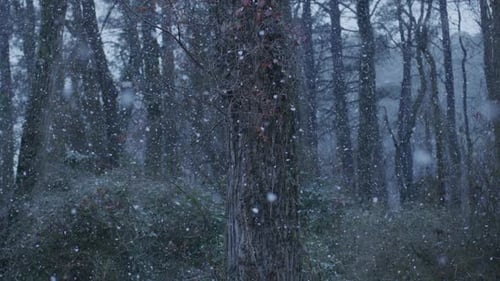 Winterwald mit gefrorenen Bäumen Winterwald mit launischem Schneesturm Echter Schneefall füllt den Winterwald