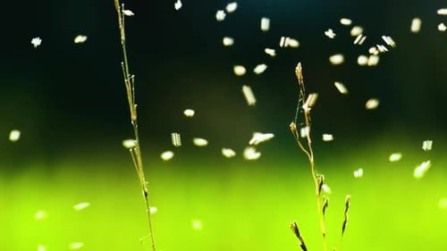 Insects Swarming in a Field of Grass