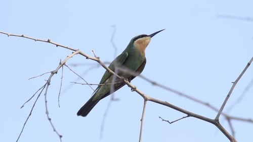 Green beater bird stand on branch