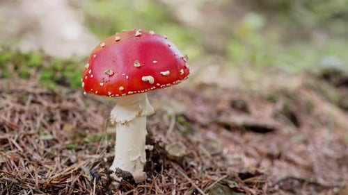 Agárico de mosca único tóxico e alucinógeno com boné vermelho brilhante fica na floresta