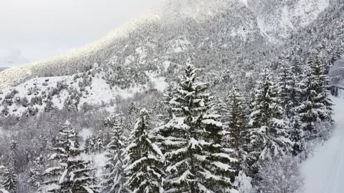 Winterwald-Luftbild