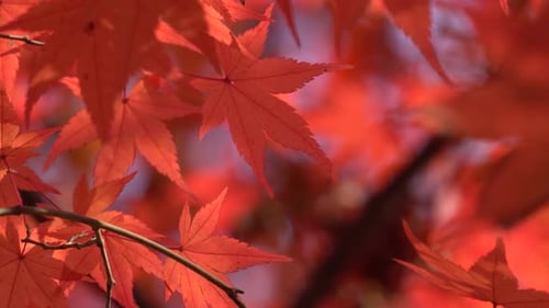 Red color maple tree leaves on blurred background in November Park