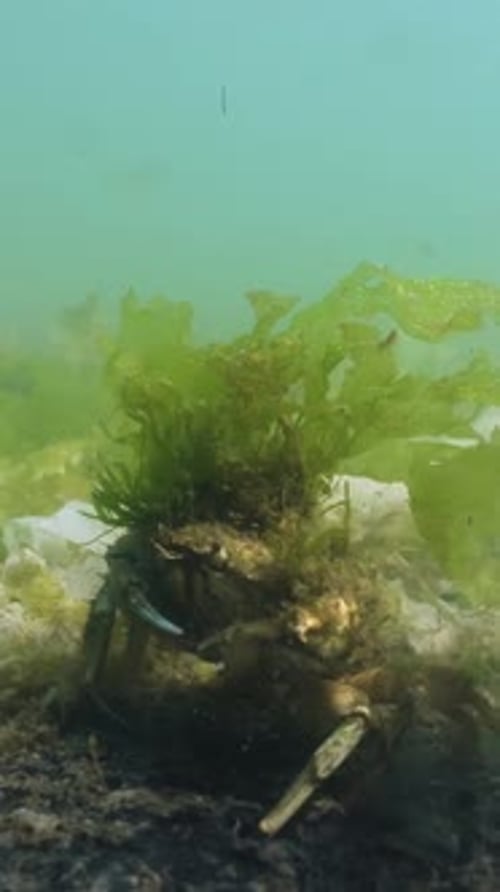 Crab Hiding Among Seaweed on the Ocean Floor