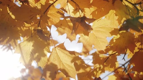Autumn Forest