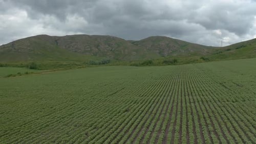 Campos de girassol no sopé das montanhas
