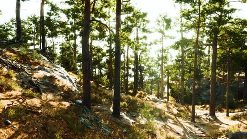 Sunlight Filters Through Tall Trees in a Tranquil Forest Setting