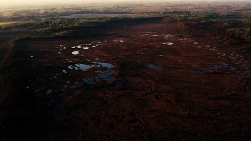 A serene swamp landscape featuring reflective water surrounded by green vegetation and trees. The pe