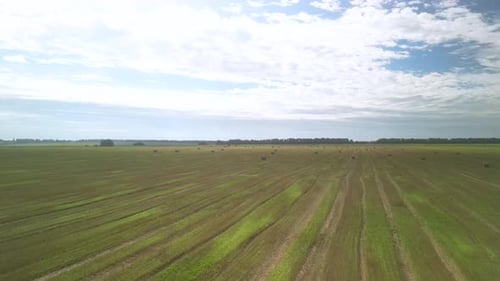 Yellow field with harvested wheat and hay bales. Aerial view of the field with square bales