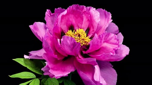 Pink Flower of Tree Peony Blooming in Time Lapse Close up on a Black Background