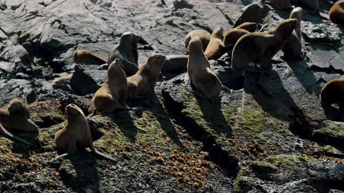 Immense colonie d'otaries se relaxant sur les plages de sable et les rochers