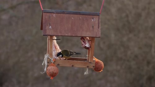 Eine Kohlmeise in ihrem Vogelhaus pickt ihr Futter — Mittlere Brennweite