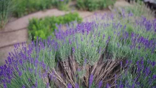 Blooming lavender herb bush in summer season, city park garden in Prague